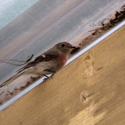 Petroica rosea (Rose Robin) at Penrose, NSW - 21 Apr 2019 by Aussiegall