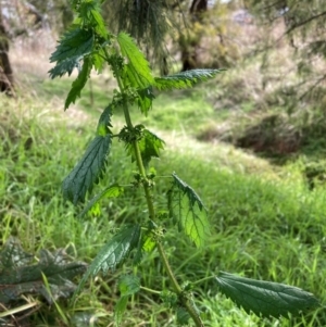 Urtica urens at Watson, ACT - 3 Jul 2023 01:30 PM