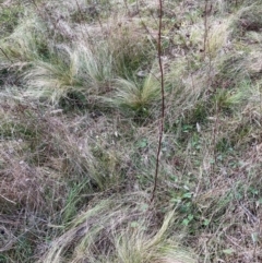 Nassella trichotoma at Watson, ACT - 3 Jul 2023