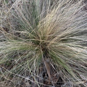 Nassella trichotoma at Watson, ACT - 3 Jul 2023