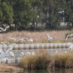 Threskiornis molucca (Australian White Ibis) at Tuggeranong Creek to Monash Grassland - 3 Jul 2023 by RodDeb