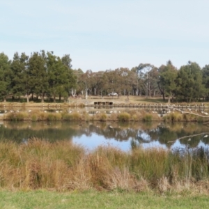 Threskiornis molucca at Monash, ACT - 3 Jul 2023 01:17 PM