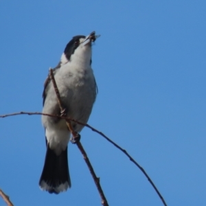 Cracticus torquatus at Monash, ACT - 3 Jul 2023