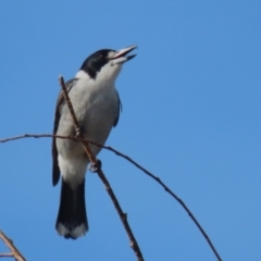 Cracticus torquatus at Monash, ACT - 3 Jul 2023