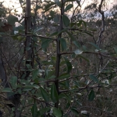 Pyracantha fortuneana (Firethorn) at Watson, ACT - 16 Aug 2023 by waltraud