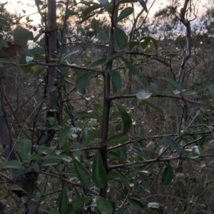 Pyracantha fortuneana at Watson, ACT - 16 Aug 2023