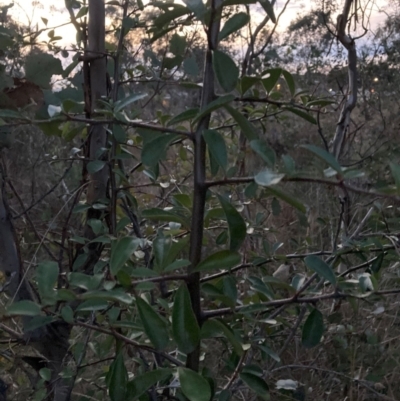 Pyracantha fortuneana (Firethorn) at Watson, ACT - 16 Aug 2023 by waltraud