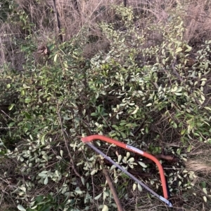 Pyracantha fortuneana at Watson, ACT - 16 Aug 2023