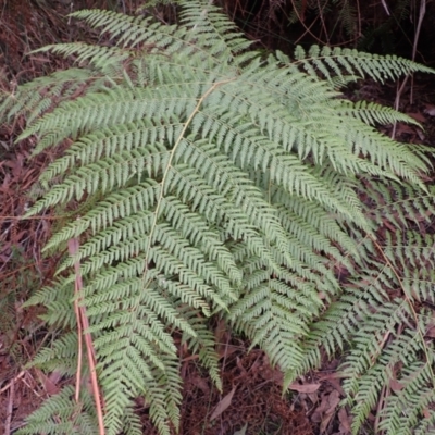 Calochlaena dubia (Rainbow Fern) at Robertson, NSW - 3 Jul 2023 by plants