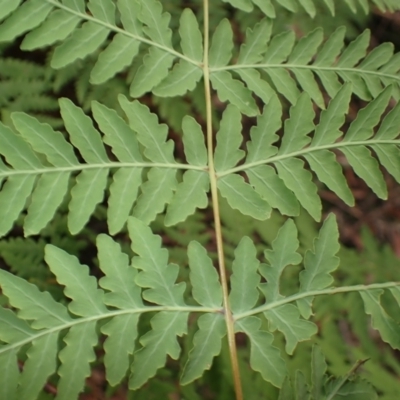 Histiopteris incisa (Bat's-Wing Fern) at Robertson, NSW - 3 Jul 2023 by plants