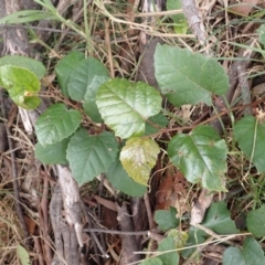 Cissus antarctica (Water Vine, Kangaroo Vine) at Robertson, NSW - 3 Jul 2023 by plants