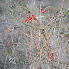 Rosa rubiginosa (Sweet Briar, Eglantine) at Watson, ACT - 3 Jul 2023 by abread111