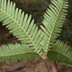 Sticherus urceolatus (Silky Fan Fern) at Barrengarry, NSW - 3 Jul 2023 by plants