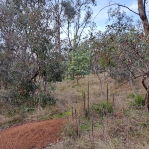 Acacia baileyana at Watson, ACT - 3 Jul 2023