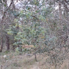 Acacia baileyana at Watson, ACT - 3 Jul 2023 04:06 PM