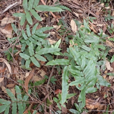 Blechnum wattsii (Hard Water Fern) at Barrengarry, NSW - 3 Jul 2023 by plants