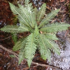 Blechnum nudum (Fishbone Water Fern) at Barrengarry, NSW - 3 Jul 2023 by plants