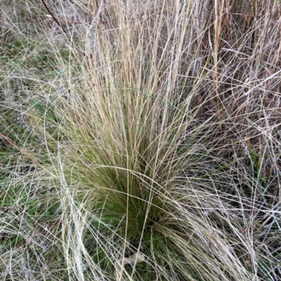 Nassella trichotoma (Serrated Tussock) at Watson, ACT - 3 Jul 2023 by waltraud