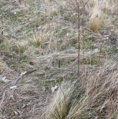 Nassella trichotoma at Watson, ACT - 3 Jul 2023