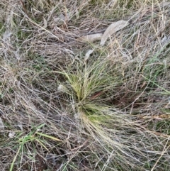 Nassella trichotoma at Watson, ACT - 3 Jul 2023