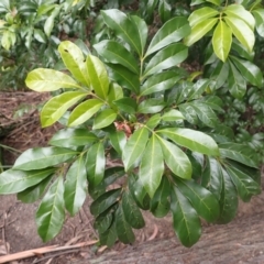 Synoum glandulosum (Scentless Rosewood) at Barrengarry, NSW - 3 Jul 2023 by plants