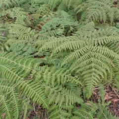 Hypolepis glandulifera (Downy Ground Fern) at Barrengarry, NSW - 3 Jul 2023 by plants