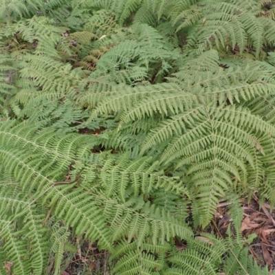 Hypolepis glandulifera (Downy Ground Fern) at Barrengarry, NSW - 3 Jul 2023 by plants