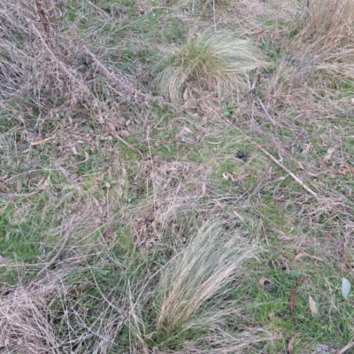 Nassella trichotoma (Serrated Tussock) at Watson, ACT - 3 Jul 2023 by abread111