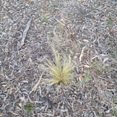 Nassella trichotoma (Serrated Tussock) at Watson, ACT - 3 Jul 2023 by abread111