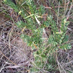 Styphelia triflora (Five-corners) at Watson, ACT - 3 Jul 2023 by abread111