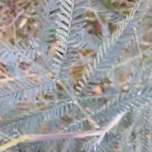 Acacia baileyana x Acacia dealbata at Watson, ACT - 3 Jul 2023