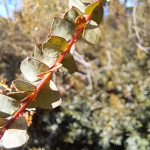 Acacia pravissima at Watson, ACT - 2 Jul 2023