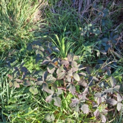 Rubus anglocandicans (Blackberry) at Watson Green Space - 2 Jul 2023 by abread111