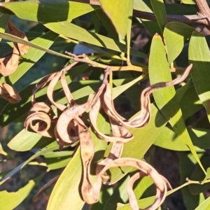 Acacia melanoxylon at Watson, ACT - 2 Jul 2023