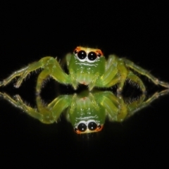 Mopsus mormon (Green Jumping Spider) at Wellington Point, QLD - 3 Jul 2023 by TimL