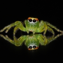 Mopsus mormon at Wellington Point, QLD - 3 Jul 2023 by TimL