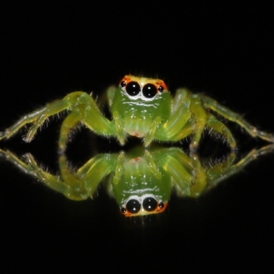 Mopsus mormon (Green Jumping Spider) at Wellington Point, QLD - 3 Jul 2023 by TimL