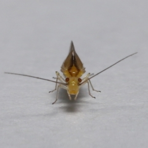 Valenzuela (Genus) at Wellington Point, QLD - suppressed