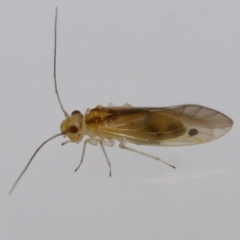 Valenzuela (Genus) at Wellington Point, QLD - suppressed