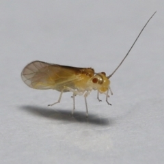 Valenzuela (Genus) at Wellington Point, QLD - suppressed