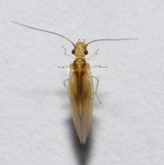 Valenzuela (Genus) at Wellington Point, QLD - suppressed