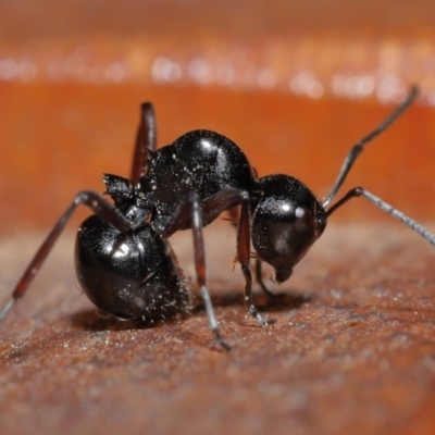 Unidentified Ant (Hymenoptera, Formicidae) at Wellington Point, QLD - 3 Jul 2023 by TimL
