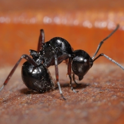 Polyrhachis sp. (genus) (A spiny ant) at Wellington Point, QLD - 3 Jul 2023 by TimL
