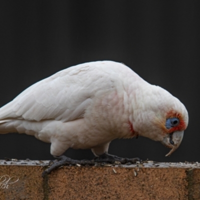 Cacatua tenuirostris (Long-billed Corella) at Page, ACT - 4 Jul 2023 by Cristy1676