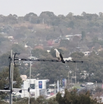 Columba leucomela (White-headed Pigeon) at Phillip, ACT - 3 Jul 2023 by stofbrew