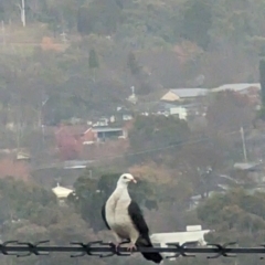 Columba leucomela at Phillip, ACT - 4 Jul 2023 09:09 AM