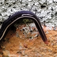 Caenoplana coerulea (Blue Planarian, Blue Garden Flatworm) at Nambucca Heads, NSW - 3 Jul 2023 by trevorpreston