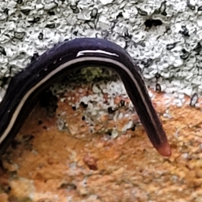 Caenoplana coerulea (Blue Planarian, Blue Garden Flatworm) at Nambucca Heads, NSW - 3 Jul 2023 by trevorpreston