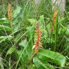 Hedychium gardnerianum (Kahili Ginger) at Nambucca Heads, NSW - 2 Jul 2023 by trevorpreston