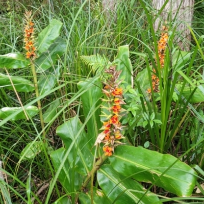 Hedychium gardnerianum (Kahili Ginger) at Nambucca Heads, NSW - 2 Jul 2023 by trevorpreston